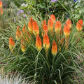 Torch Lily Seeds - 25 Perennial Hot Poker Flower Seeds - Kniphofia uvaria - Bright Orange & Red Blooms for Garden Borders
