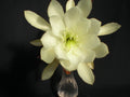 Epiphyllum Cuttings - Young Nun Orchid Cactus - Don's Cuttings