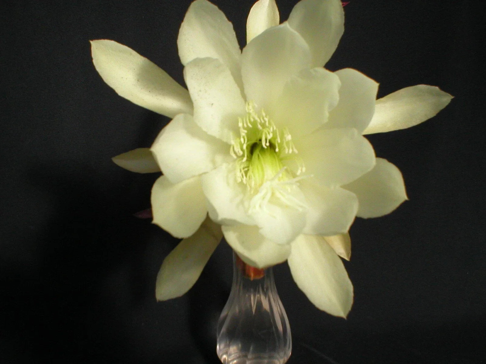 Epiphyllum Cuttings - Young Nun Orchid Cactus - Don's Cuttings