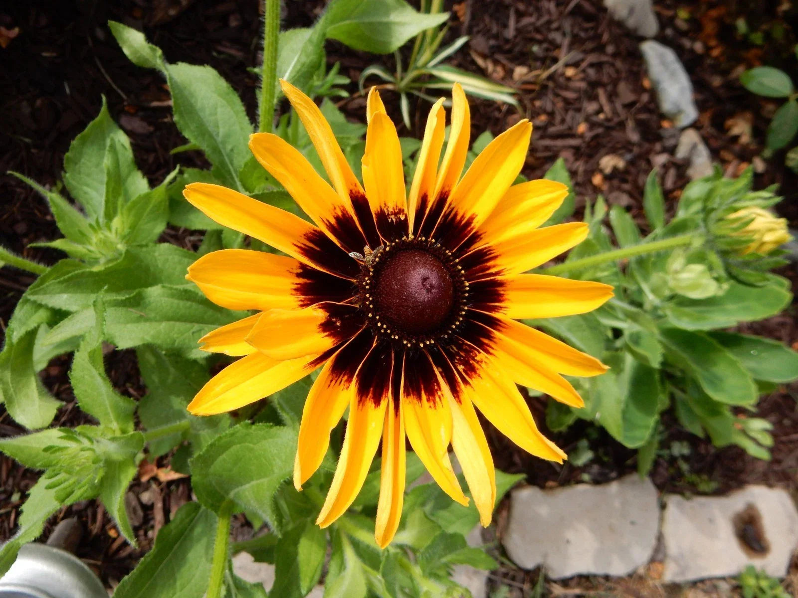 Echibeckia Summerina Yellow Perennial Plants – Vibrant Yellow Blooms, Attracts Pollinators, Drought-Tolerant, Garden Borders & Containers