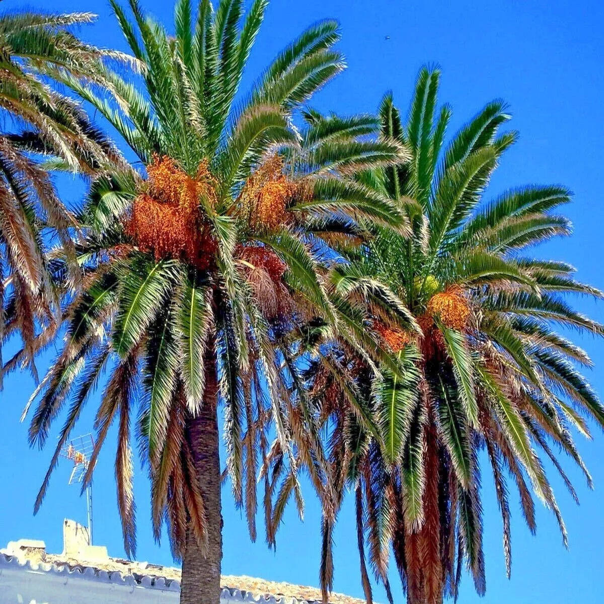 Date Palm Tree Seeds – 20 Pack, Edible Fruit, Phoenix dactylifera, Hardy to Zone 8, Tropical, Drought Tolerant, Garden & Landscape