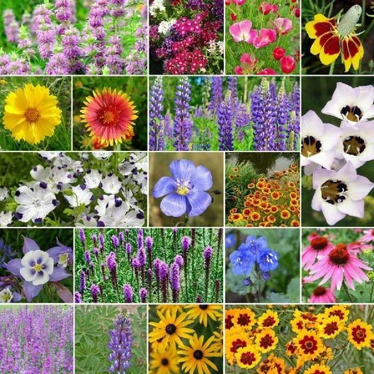 Wildflower Seed Mix 1000 Non-GMO Native Heirloom Flowers for Pollinators, Garden Borders & Natural Meadows