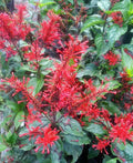 Fire Spike Red Starter Plant - Odontonema strictum - Hummingbird Attracting Indoor/Outdoor Garden Plant