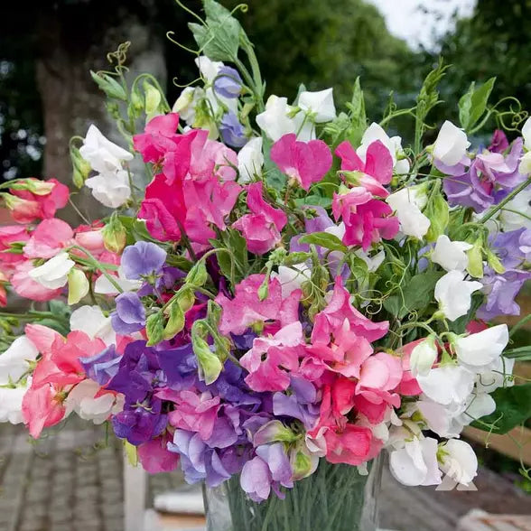 Bijou Mix Sweet Pea Seeds | Heirloom Flower Seeds | Fragrant Climbing Vine | Lathyrus odoratus | Non-GMO Garden Planting