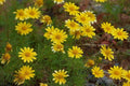 Dahlberg Daisy Seeds - 200+ Count Thymophylla Tenuiloba Yellow Flowers for Garden, Borders, Containers, Rock Gardens