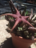 Stapelia Schinzii var. Angolensis Succulent Plant - 3.5-Inch Potted Star-Shaped Flowers, Easy Care, Drought Tolerant