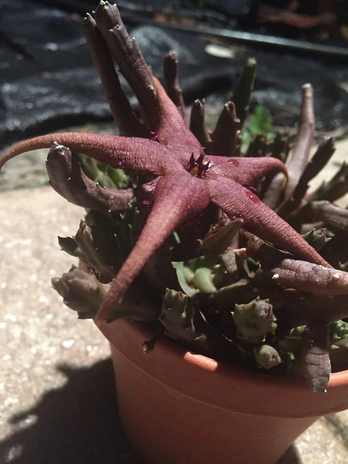 Stapelia Schinzii var. Angolensis Succulent Plant - 3.5-Inch Potted Star-Shaped Flowers, Easy Care, Drought Tolerant
