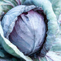 Stonehead Cabbage Seeds - 500+ Pack, Brassica oleracea, Compact, Full Sun, Non-GMO, Vegetable Garden Seeds