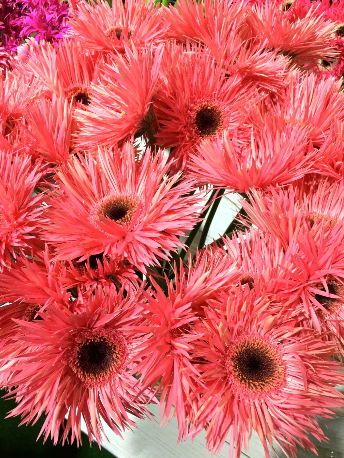 Pink Gerbera Spider Daisy Seeds - 50+ Pack, Gerbera jamesonii, Annual Flower for Garden Beds & Containers