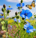 Blue Flower Flax Seeds - Non-GMO Wildflower Seeds for Garden, Meadow, or Pollinator Attracting, Linum lewisii, 200+ Seeds