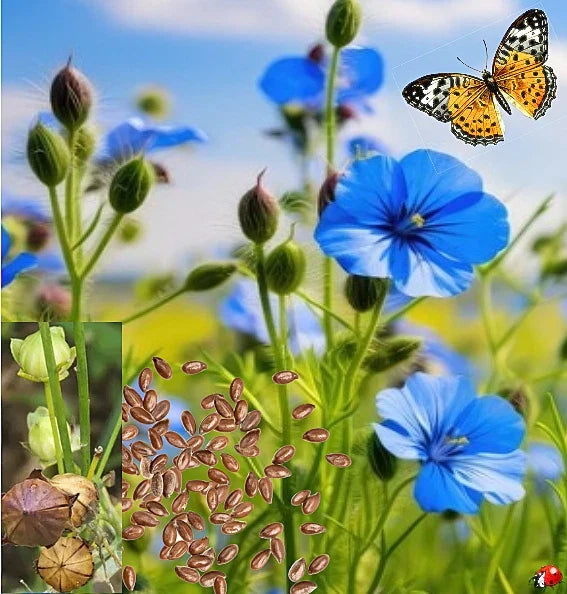 Blue Flower Flax Seeds - Non-GMO Wildflower Seeds for Garden, Meadow, or Pollinator Attracting, Linum lewisii, 200+ Seeds