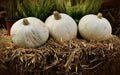 Amish Pie Winter Squash Seeds - Non-GMO Tennessee Sweet Potato Heirloom Cucurbita maxima