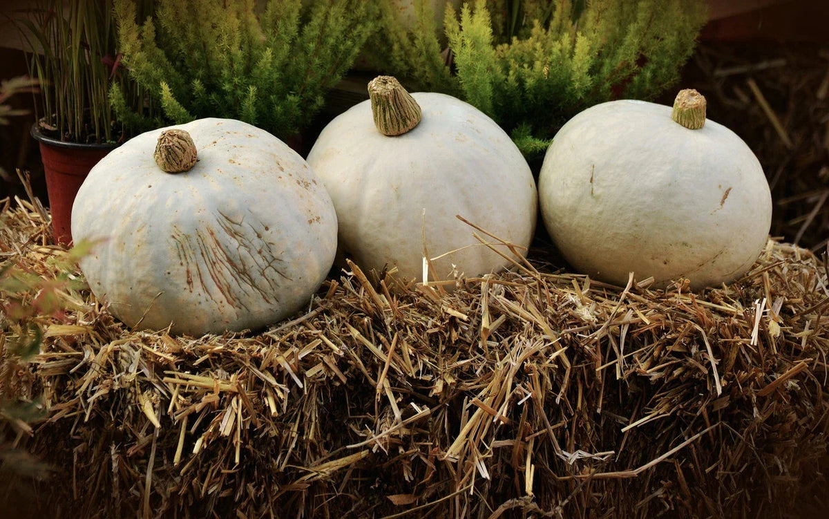 Amish Pie Winter Squash Seeds - Non-GMO Tennessee Sweet Potato Heirloom Cucurbita maxima
