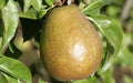 Beurre d'Anjou Pear Seeds - 25+ Pyrus communis Fruit Tree Seeds for Home Garden Planting
