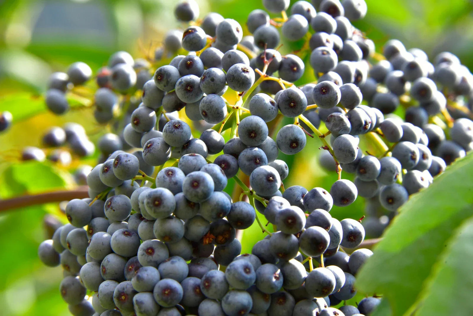 Blue Elderberry Seeds - 150 Pack - Sambucus Caerulea - Organic Edible Landscaping & Wildlife Attractant