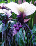 White Bat Flower Starter Plant - Tacca integrifolia - Black Lily - Indoor/Outdoor Small Rooted Plant