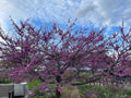 Eastern Redbud Tree Seeds - Cercis canadensis Pink Flowering Seeds - 100+ Premium Seeds for Garden, Landscape & Pollinator Attracting