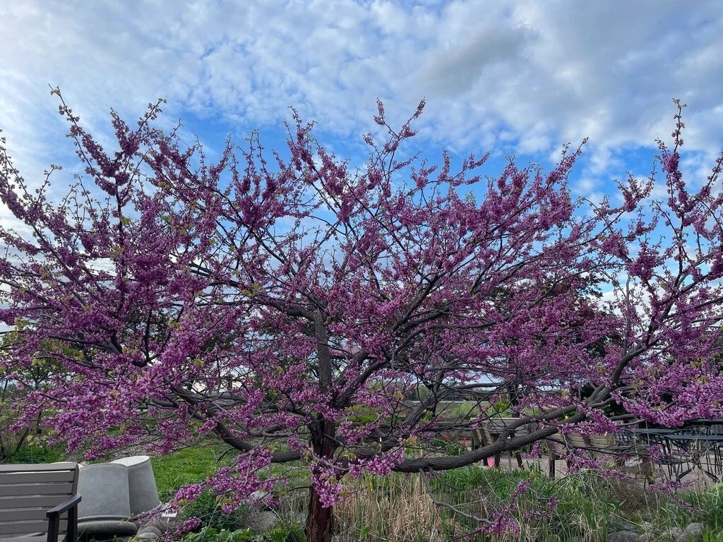 Eastern Redbud Tree Seeds - Cercis canadensis Pink Flowering Seeds - 100+ Premium Seeds for Garden, Landscape & Pollinator Attracting