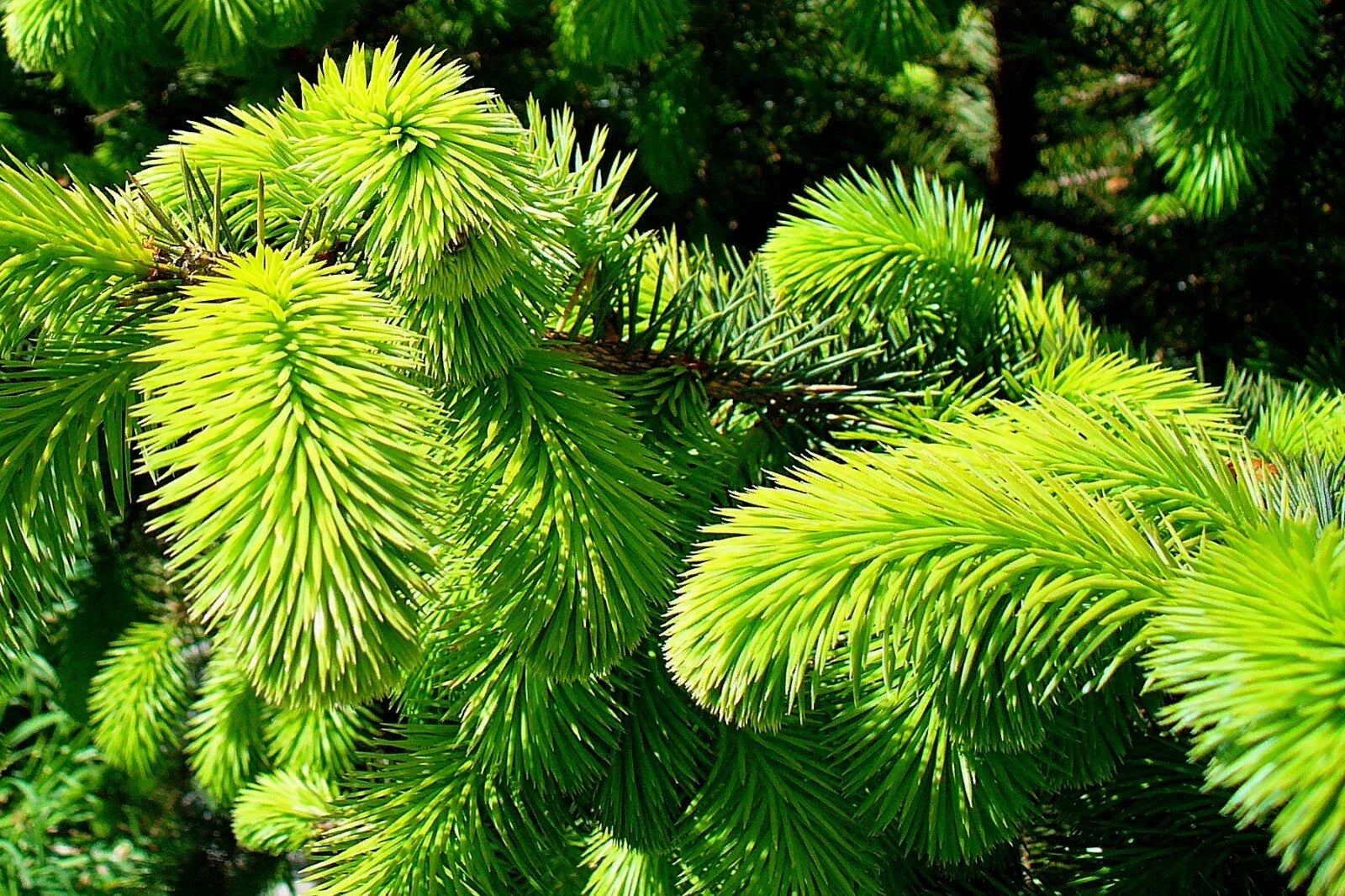 Sitka Spruce Seeds - 50 Pack Picea sitchensis for Reforestation & Landscaping