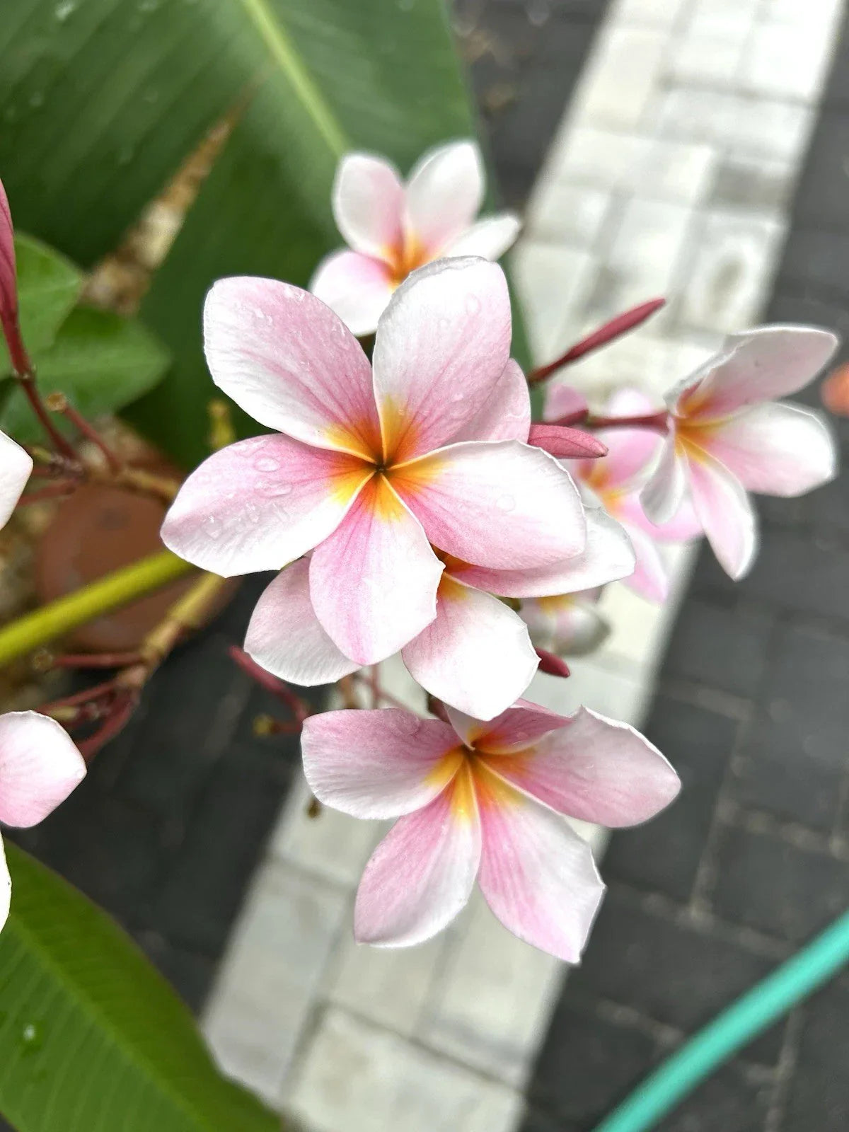 Rooted Light Pink Semi Dwarf Plumeria Cutting - 16+ Inches Frangipani Plant