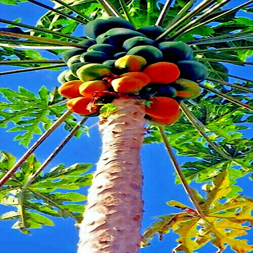 Carica Papaya Red Lady Seeds – Indoor Fruit Tree, Tropical Melons, Non-GMO, Fast-Growing, for Pots & Containers