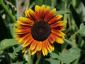 Indian Blanket Sunflower Seeds - 50 Pack, Bright Yellow & Red Blooms, Gaillardia pulchella, Easy to Grow, Attracts Pollinators