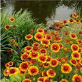 Indian Blanket Flower Seeds - 100+ Gaillardia pulchella Wildflower for Meadow Garden, Borders & Pollinator Attraction