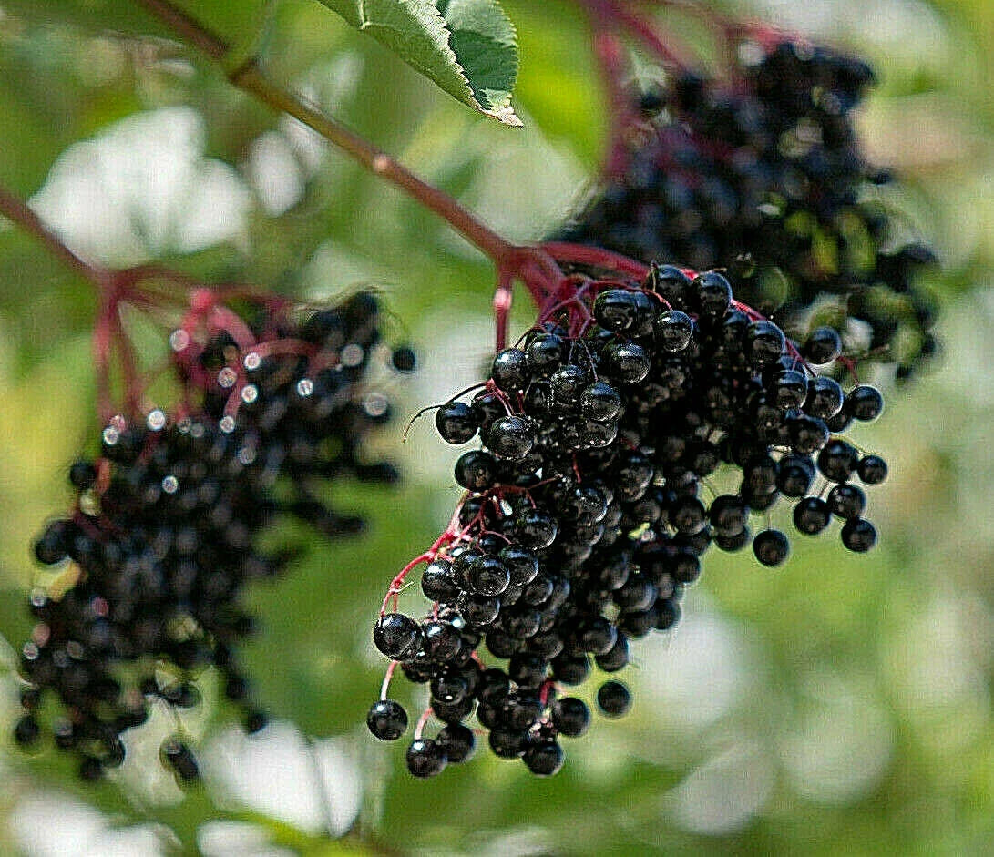 European Black Elderberry Seeds - 80 Pack, Sambucus nigra, Medicinal Shrub for Home Gardens, Antioxidant Berries, USA Seller