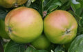 Scotch Bridget Apple Seeds - 25+ Heirloom Malus domestica Fruit Tree Seeds for Garden Planting