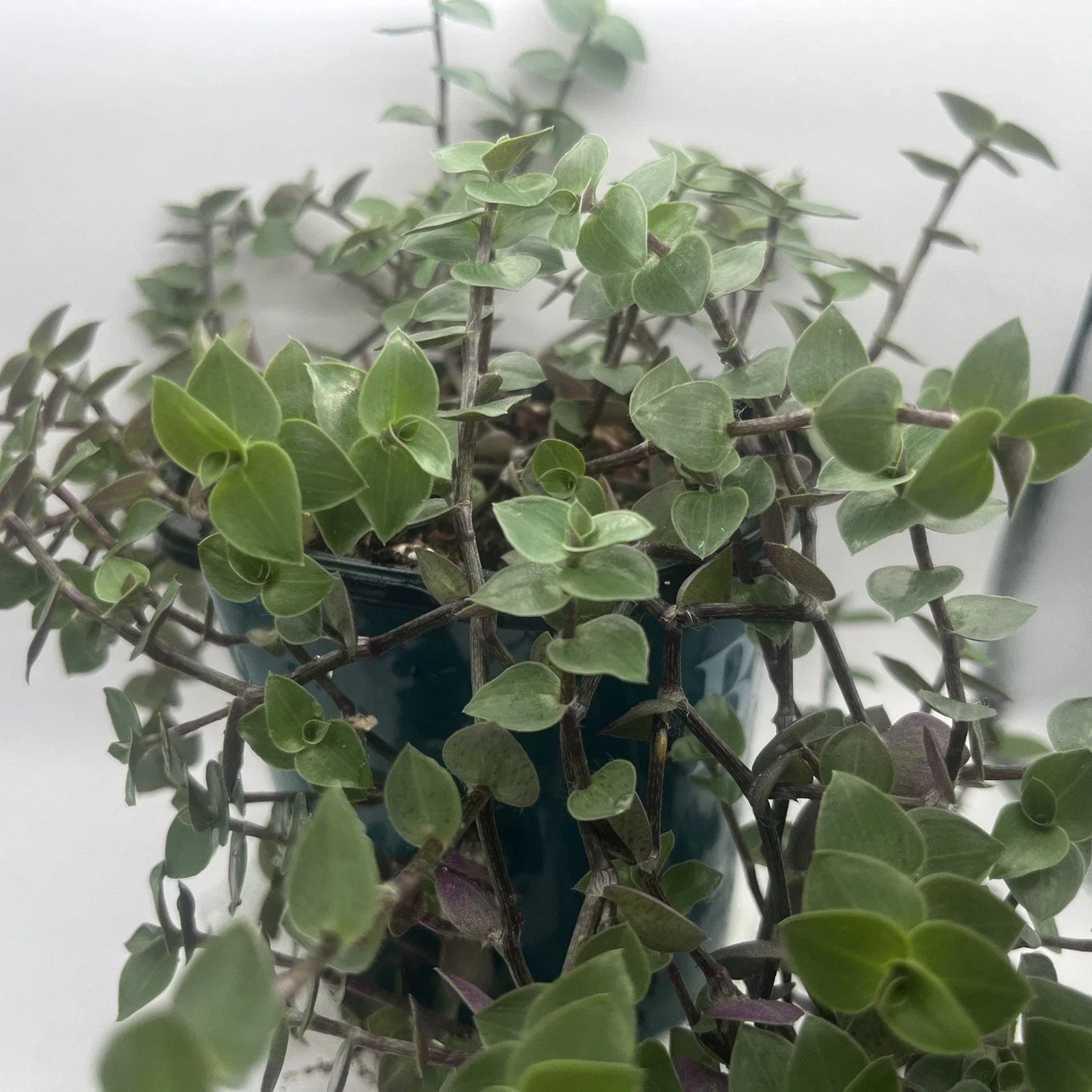 Turtle Vine Cuttings - 7 Creeping Inch Plant Propagation - Callisia Repens Indoor Houseplant