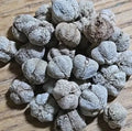 Thai Star Gooseberry Seeds | 11+ Phyllanthus Acidus Tropical Fruit Plant for Home Gardening