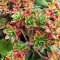 Aeonium Spathulatum Succulent Seeds - 20 Pack, Drought-Resistant, Easy Care, Green Foliage, Perennial Rosette Plant