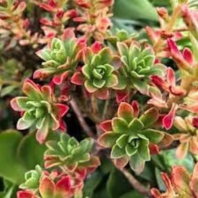 Aeonium Spathulatum Succulent Seeds - 20 Pack, Drought-Resistant, Easy Care, Green Foliage, Perennial Rosette Plant