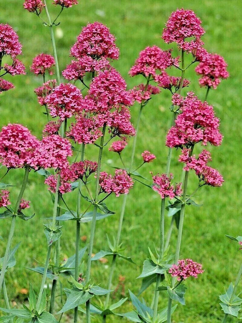 Red Valerian Seeds 105 Count - Pink Centranthus Ruber Jupiter's Beard Perennial Flowering Plant