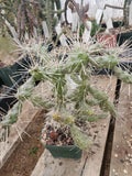 Cylindropuntia fulgida var. fulgida Cactus - Succulent Plant - Drought Tolerant Desert Plant - Potted Succulent