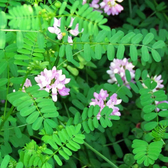 Crown Vetch Seeds 100 Pack, Coronilla varia Ground Cover, Drought-Tolerant Pollinator-Friendly Plant
