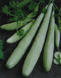 American Yard Long Cucumber Seeds - 25 Non-GMO Cucumis sativus for Home Garden, Salad & Pickling