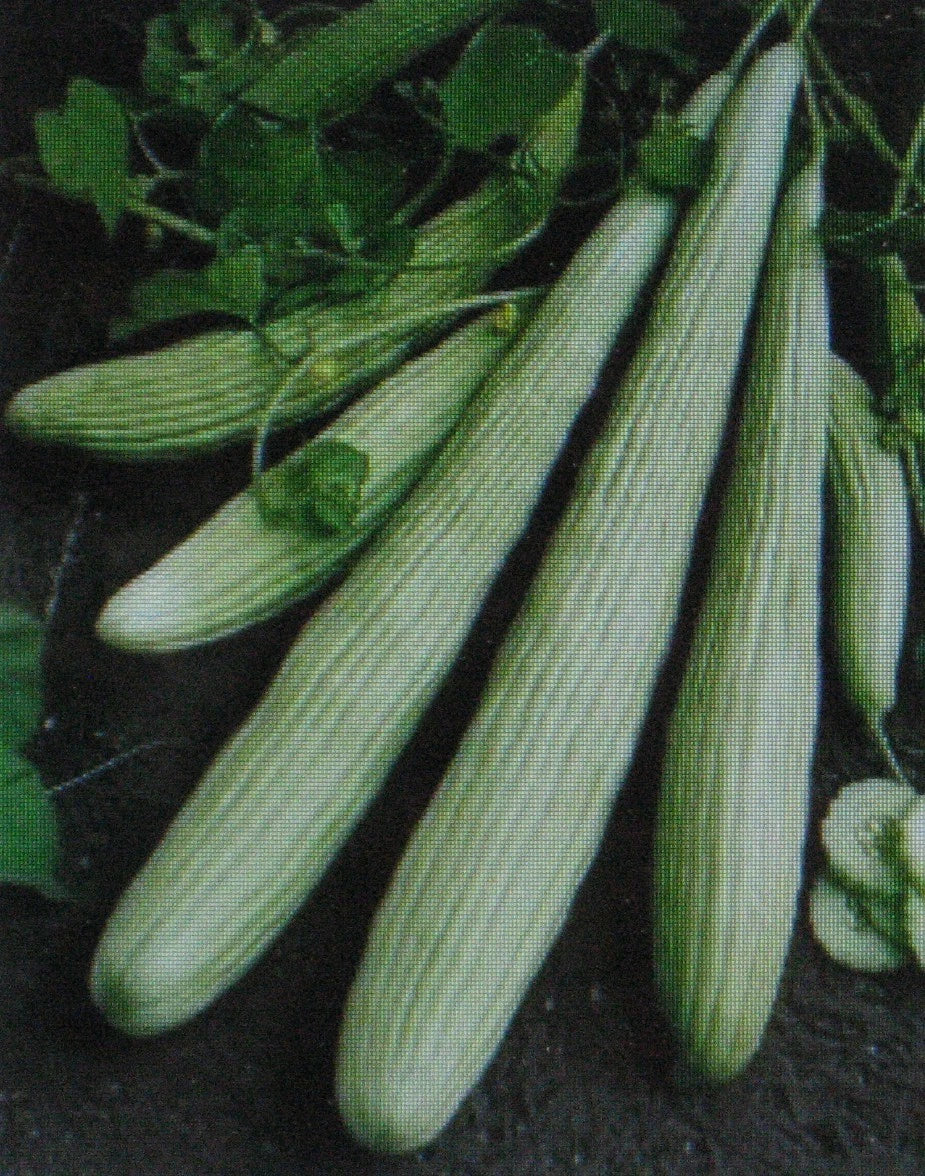 American Yard Long Cucumber Seeds - 25 Non-GMO Cucumis sativus for Home Garden, Salad & Pickling
