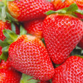 Cream Strawberry Seeds - 200 pcs Fragaria × ananassa Hardy Perennial Herb for Fall & Spring Planting