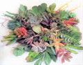 Fresh Succulent Cuttings Pack - 10 Varieties, 2-5 Inches, Healthy Plants for Propagation, Home Decor & Crafting