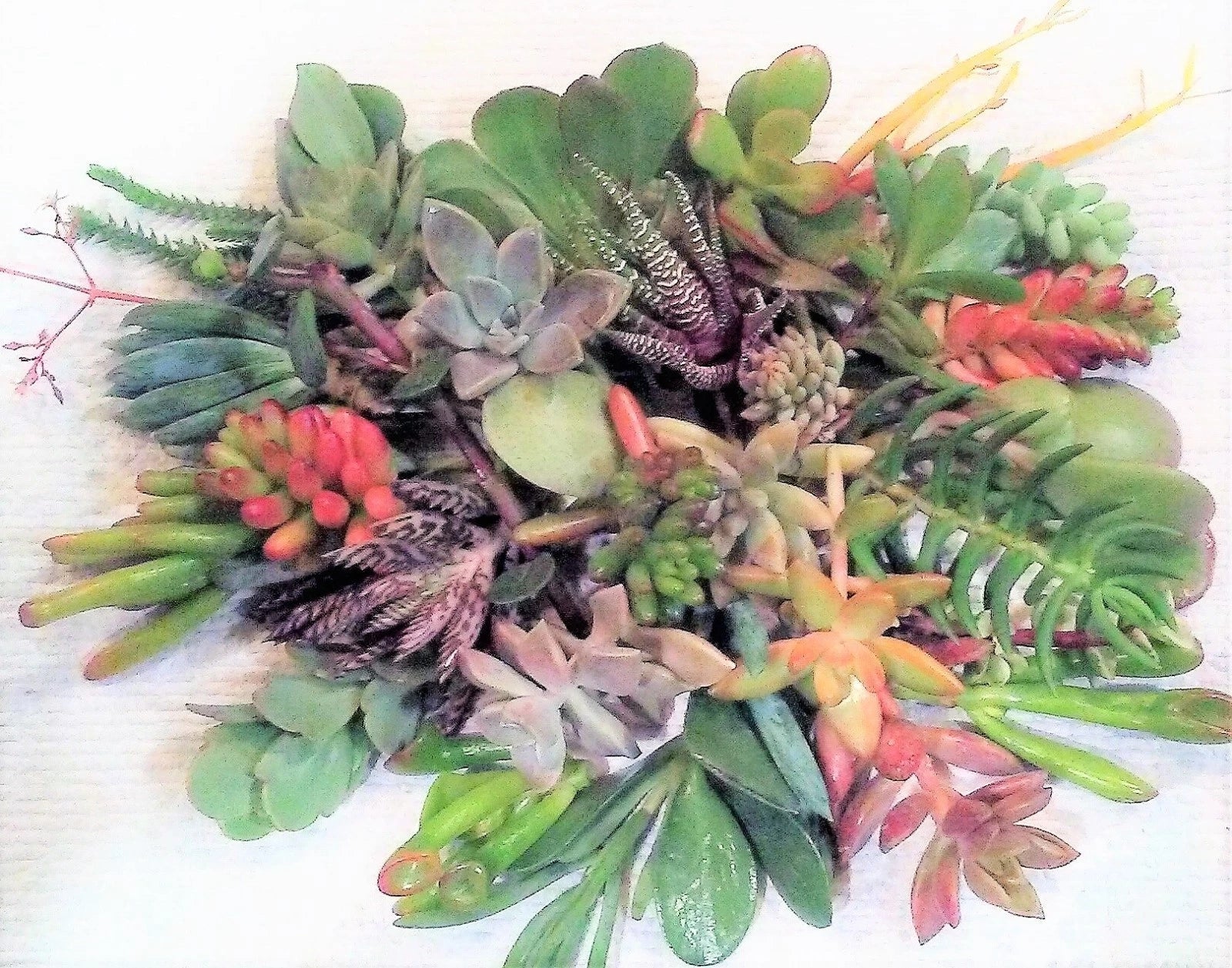 Fresh Succulent Cuttings Pack - 10 Varieties, 2-5 Inches, Healthy Plants for Propagation, Home Decor & Crafting