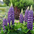 Blacksmith Lupine Seeds - Perennial Flower Seeds for Pollinator Gardens - Lupinus polyphyllus - 25 Pack