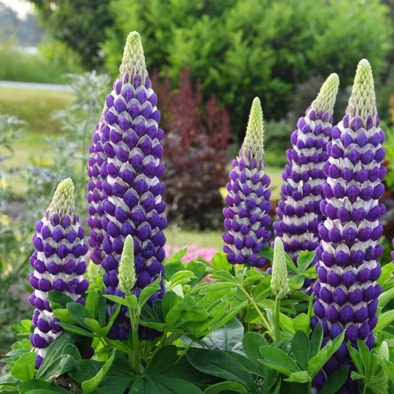 Blacksmith Lupine Seeds - Perennial Flower Seeds for Pollinator Gardens - Lupinus polyphyllus - 25 Pack