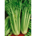 Golden Self Blanching Celery Seeds - Apium graveolens Vegetable Seeds for Home Gardening, Fresh, Non-GMO, Packaged Seed Packet