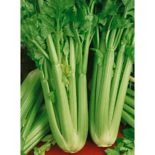 Golden Self Blanching Celery Seeds - Apium graveolens Vegetable Seeds for Home Gardening, Fresh, Non-GMO, Packaged Seed Packet