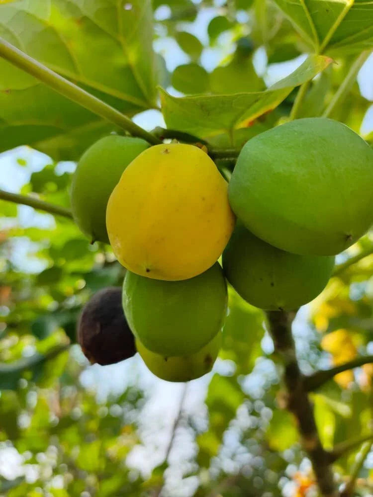 Barbados Nut Tree Seeds - Jatropha curcas - Tropical, Hardy Oil Seed Plant - 10 Seeds