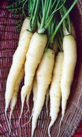 Snow White Carrot Seeds - Non-GMO Heirloom Vegetable Seeds, Daucus carota, White Root, Beta-Carotene Rich, Seed Packets