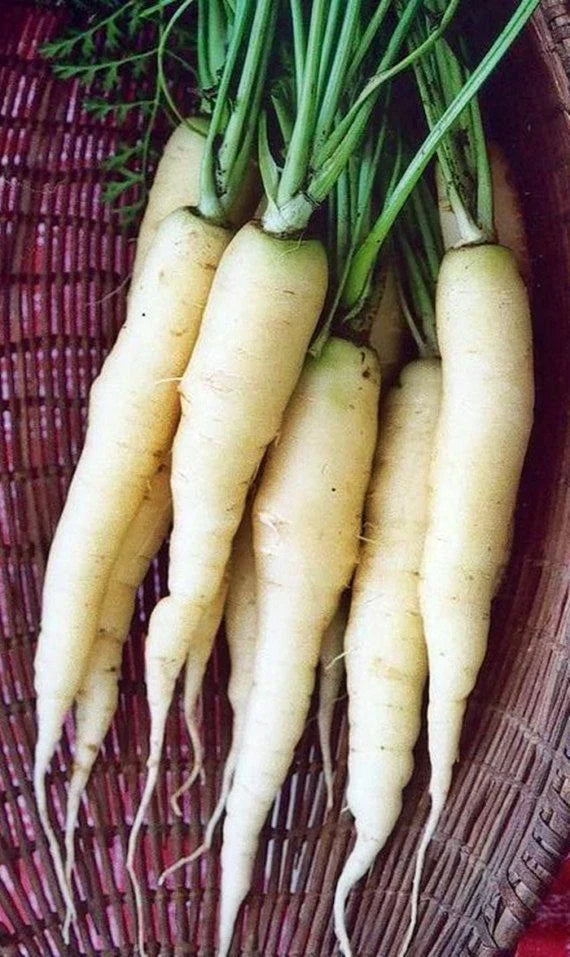 Snow White Carrot Seeds - Non-GMO Heirloom Vegetable Seeds, Daucus carota, White Root, Beta-Carotene Rich, Seed Packets