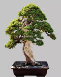 Norway Spruce Bonsai Seeds - Picea abies Evergreen Conifer 30 Seeds for Outdoor & Indoor Gardening