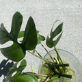 Mini Monstera Minima Live Plants - Rooted Cuttings with New Shoots, Monstera adansonii, Indoor Decor, Tropical Houseplant